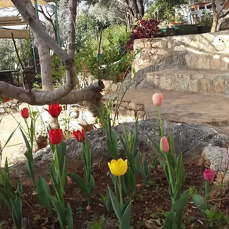 Hamarat Kaş